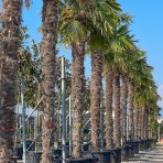 Palma konopná (Trachycarpus fortunei) - výška kmeňa 260-270 cm, celková výška 320-350 cm, kont. C110L (-17°C) 